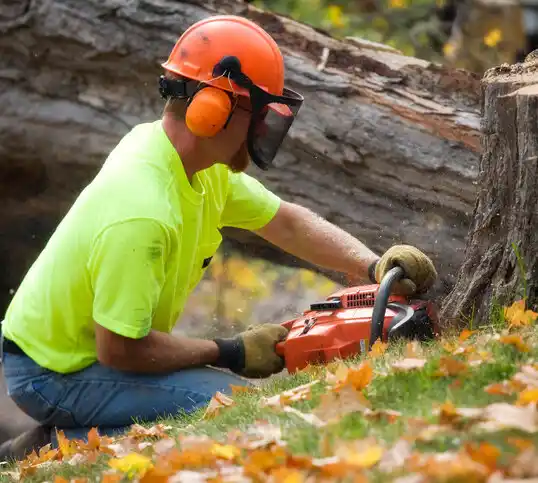 tree services Holland Patent